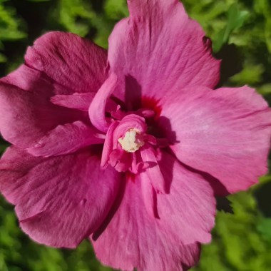 hibiscus-flower-tower-ruby-gandini-van-aart-ruby-