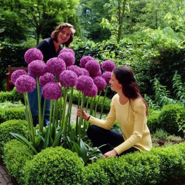 100-seeds-pack-purple-giant-allium-giganteum-beautiful-flower-seeds-garden-plant-the-budding-rate-95.jpg_640x640