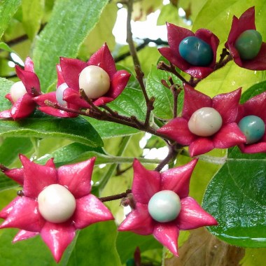 1200px-clerodendrum_trichotomum,_vancouver