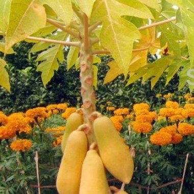 50pcs-rare-and-unusual-carica-papaya-khon