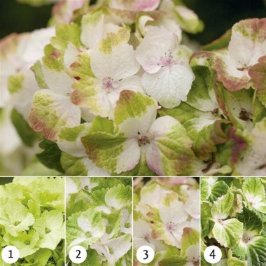 675705a3b19d84b76551b93a63ff3a82--hortensia-macrophylla-hydrangea-plant