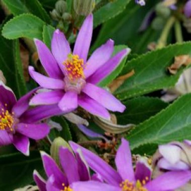 85678006-grewia-occidentalis-crossberry-small-deciduous-tree-with-glossy-leaves-and-purple-star-shaped-flower