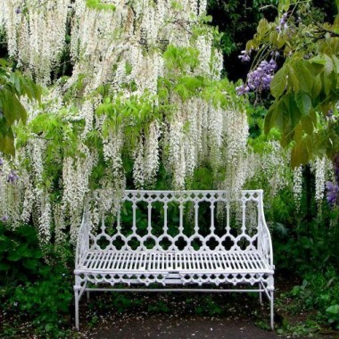 a91591c6d03ed13a07ab51efaf2cc9a6--white-wisteria-beautiful-gardens