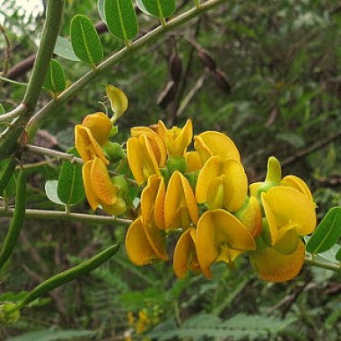 acacia-mansa-de-flores-amarillas-sesbania-virgata