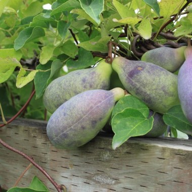 akebia-quinata-chocolate-vine-die-fingerblaettrige-akebie-ist-eine-kletterpflanze-mit-schoene-violet-4208_4