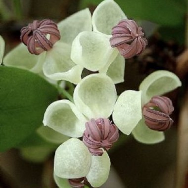 akebia-quinata-white-chocolate-vine-climber-seeds