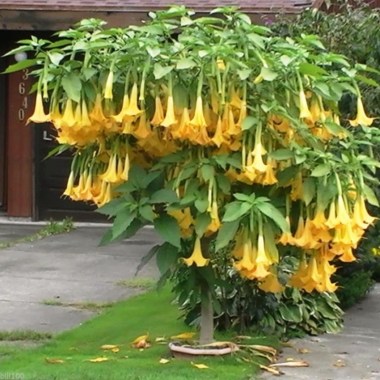 angel-trumpet-yellow-brugmansia-seeds-huge-fragrant-trumpet-flowers-seeds-garden-decoration-plant-30pcs-z73