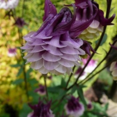 aquilegia-vulgaris-double-purple-white-granny-s-bonnet-columbine-seeds-555-p