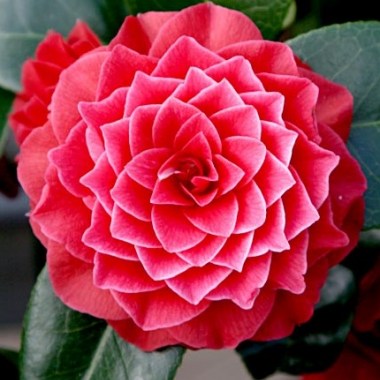 camellia-japonica-black-lace_1