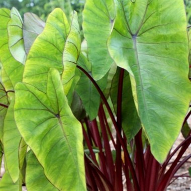colocasia-esculenta-hawaiian-punch-pp-24596.i-2469.s-63329.r-1_1024x1024