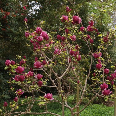 d_14_april_magnolia_genie_01