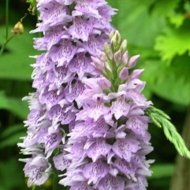 dactylorhiza-fuchsii-common-spotted-orchid-