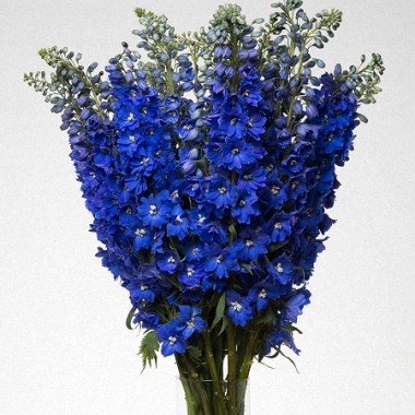 delphinium-elatum_magic-fountains-dark-blue_dark-blue-white-bee_02