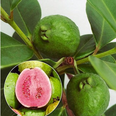 echte-guave1-pflanze---e81eb0e8-e7d0-42fb-9309-9cb286fcf8b3