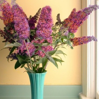 gardenersdream-buddleia-flower-power-butterfly-bush-vibrant-colours-plant-p774-8736_medium