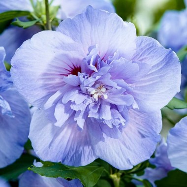 hibiscus-blue-chiffon750x750