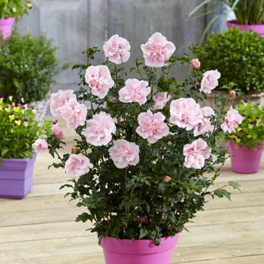 hibiscus-pink-chiffon-1-visi134815-x750
