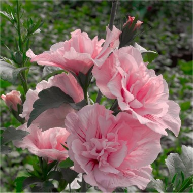 hibiscus-pink-chiffon-flowers750x750