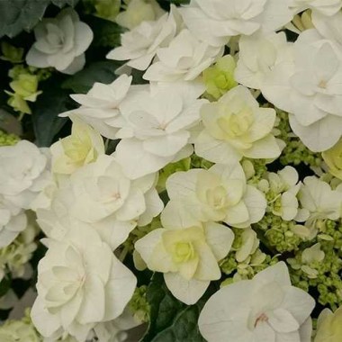 hydrangea-macrophylla-double-dutch-white-01