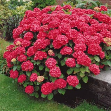 hydrangea-macrophylla-foreverever®-red-sensation.-gortenziya-krupnolistnaya-foreverever-red-sensation2