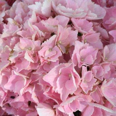 hydrangea-macrophylla-pink-sensation-01