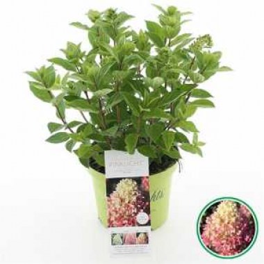 hydrangea-paniculata-gardenlights-pinklight-01_2