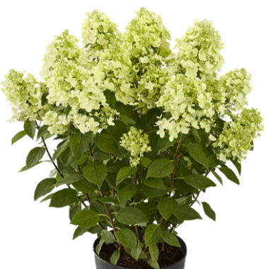 hydrangea-paniculata-pandora-panflora