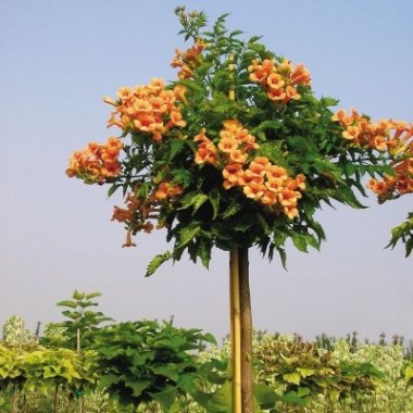 indian-summer-trumpet-tree