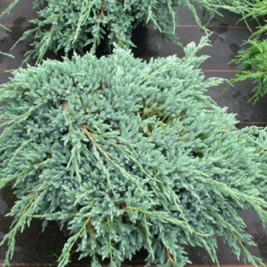 juniperus-squamata-blue-carpet
