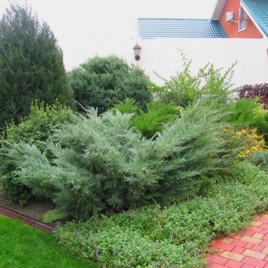 juniperus-virginiana-hetz-2