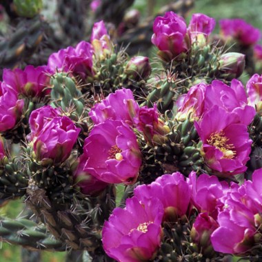 kaktus-mrozoodporny-cylindropuntia-imbricata-63