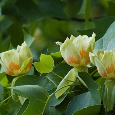 liriodendron_tulipifera