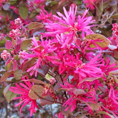 loropetalum-chinense-var-rubrum-fuchsia-pink-blossoms