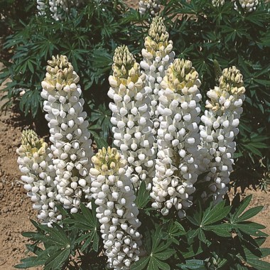 lupinus-polyphyllus-russell-hybrids-noble-maiden-fraulein-_11802_1