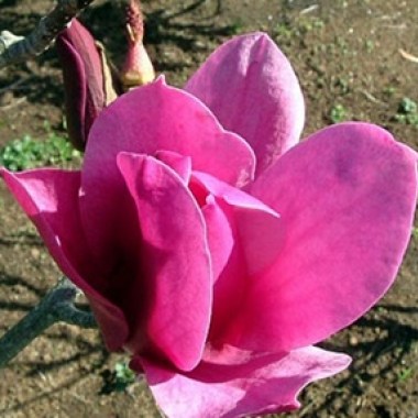 magnolia-amethyst-flame