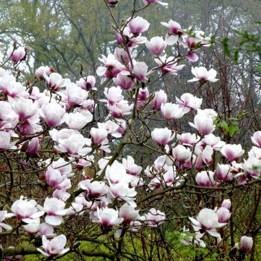 magnolia-athene-jury-hybrid-1024x768