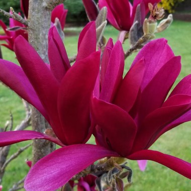 magnolia-burgundy-star