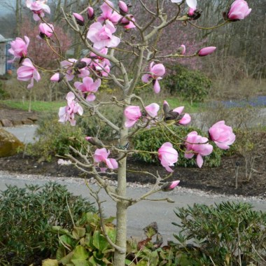 magnolia-caerhays-belle-salmon-pink-2-800x800