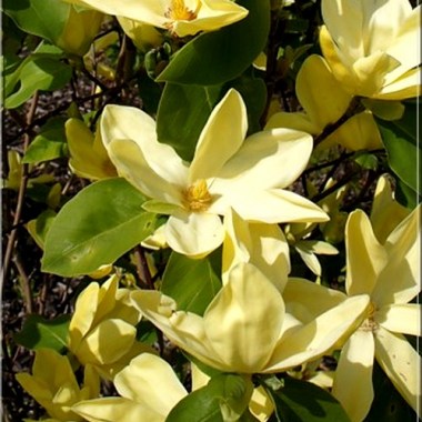 magnolia-daphne-magnolia-dap_238774