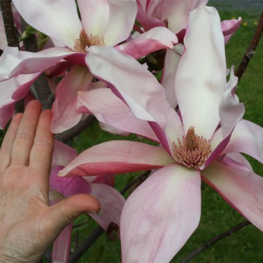 magnolia-daybreak3