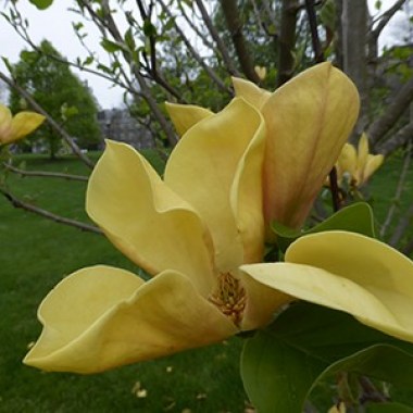 magnolia-judy-zuk-4-jwc-400x300