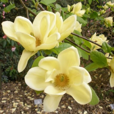 magnolia-lois-agm