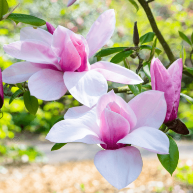 magnolia-star-wars-tree-p3318-33886_medium
