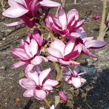 magnolia-starburst-4