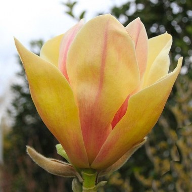 magnolia-sunsation_1
