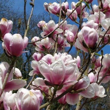 magnolia_athene_2682-3