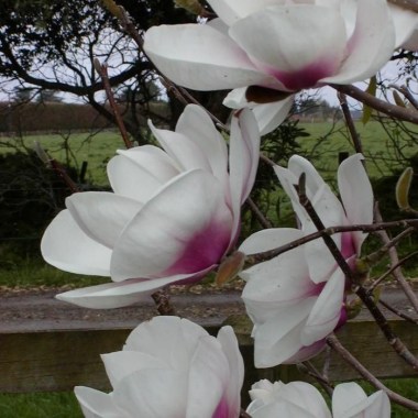 magnolia_athene
