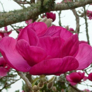 magnolia_felix_1024x