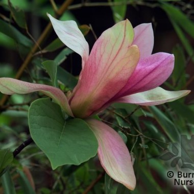 magnolia_lennei_daybreak_2709x
