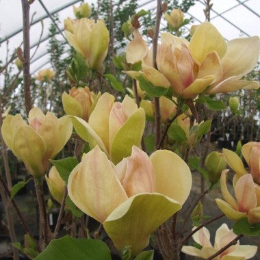 magnolia_sunsation_dscf4737sm